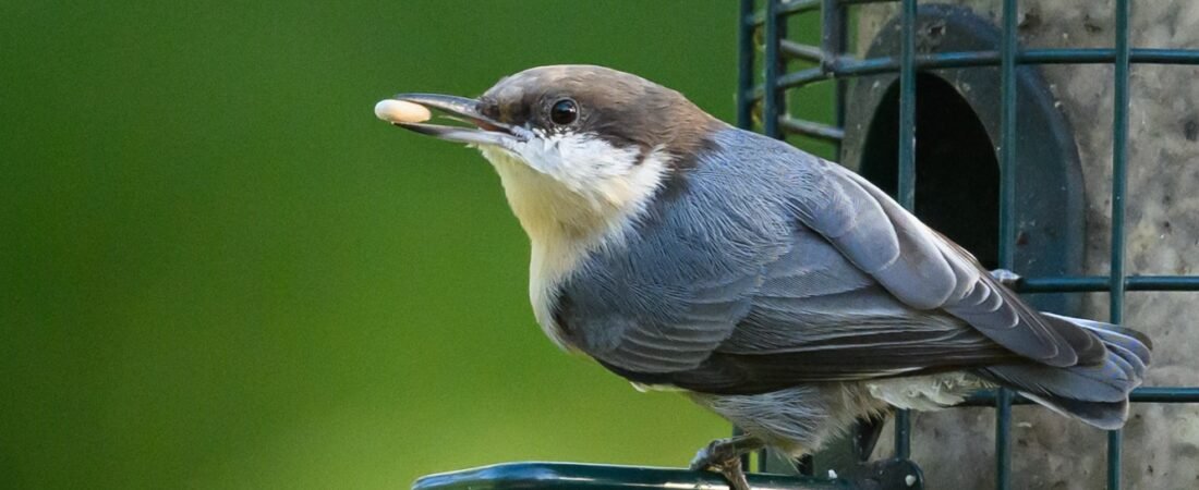 SIB “Bird of the Week” – Brown-headed Nuthatch