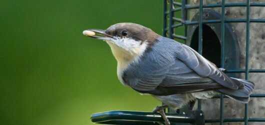 SIB “Bird of the Week” – Brown-headed Nuthatch