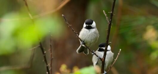 SIB “Bird of the Week”- Carolina Chickadee