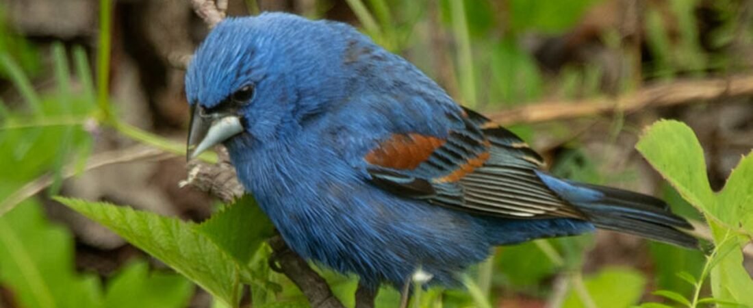 SIB “Bird of the Week” – Blue Grosbeak
