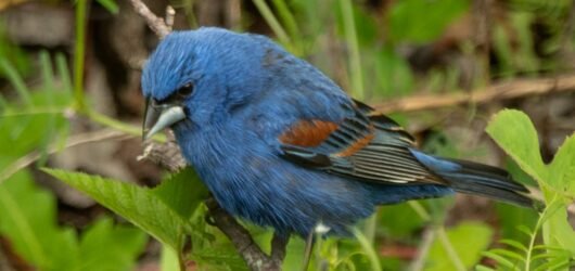 SIB “Bird of the Week” – Blue Grosbeak