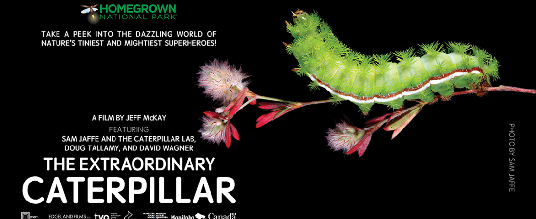 Join SIB for Movie Matinee: The Extraordinary Caterpillar