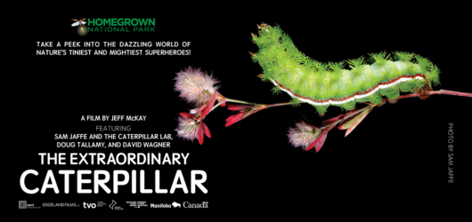 Join SIB for Movie Matinee: The Extraordinary Caterpillar