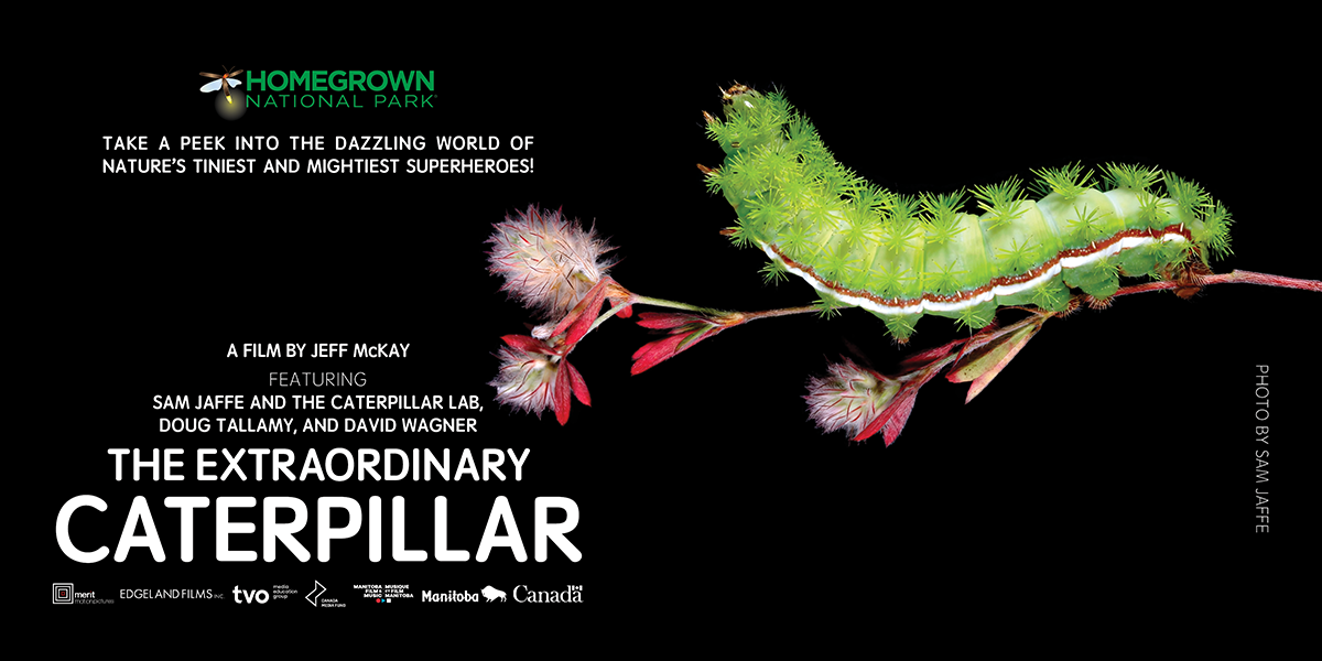 Join SIB for Movie Matinee: The Extraordinary Caterpillar