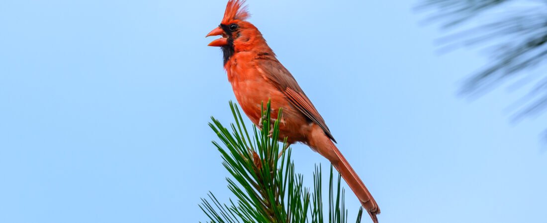The Early Bird Gets the Worm