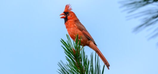 The Early Bird Gets the Worm