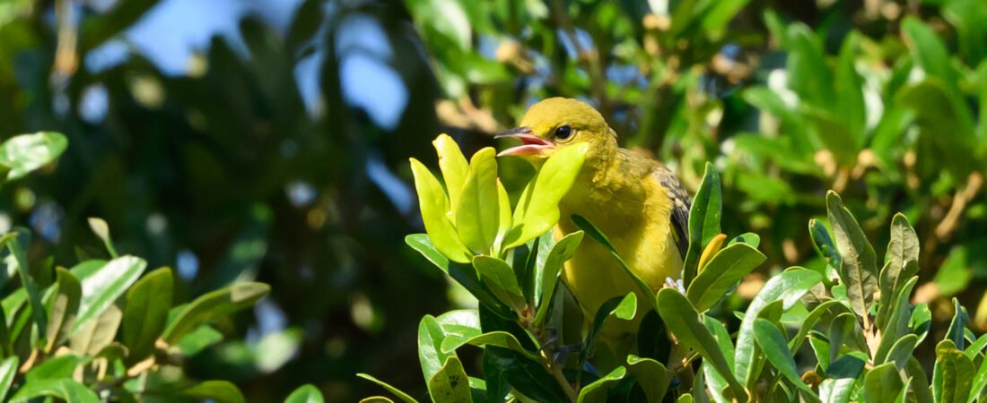 SIB “Bird of the Week” – Orchard Oriole
