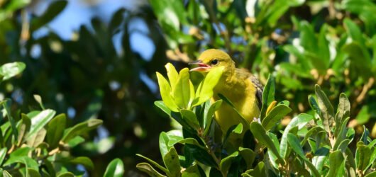 SIB “Bird of the Week” – Orchard Oriole
