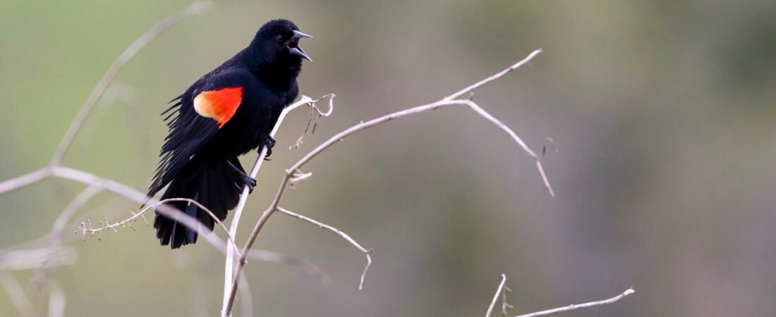 SIB “Bird of the Week” – Red-winged Blackbird