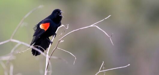 SIB “Bird of the Week” – Red-winged Blackbird