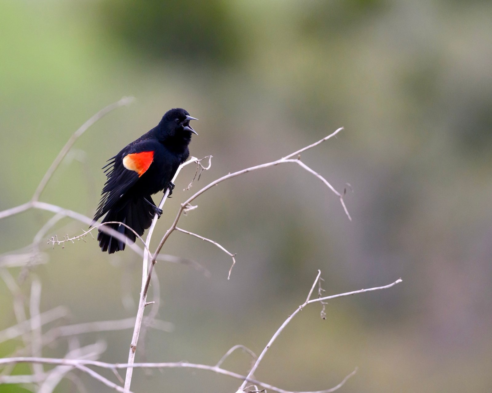 SIB “Bird of the Week” – Red-winged Blackbird