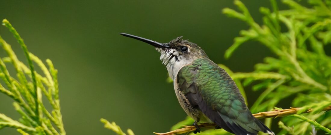 SIB “Bird of the Week” – Ruby-throated Hummingbird