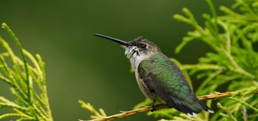 SIB “Bird of the Week” – Ruby-throated Hummingbird