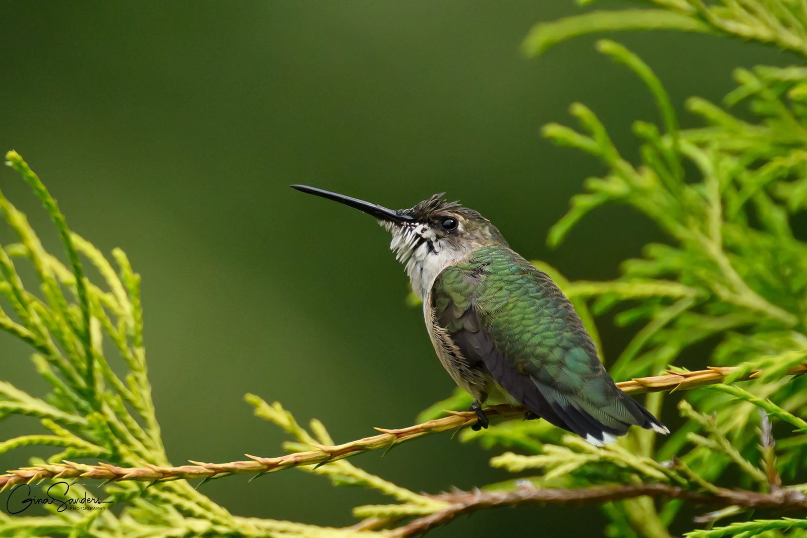 SIB “Bird of the Week” – Ruby-throated Hummingbird