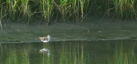 Ask SIB – Will the wildfires affect bird migration?