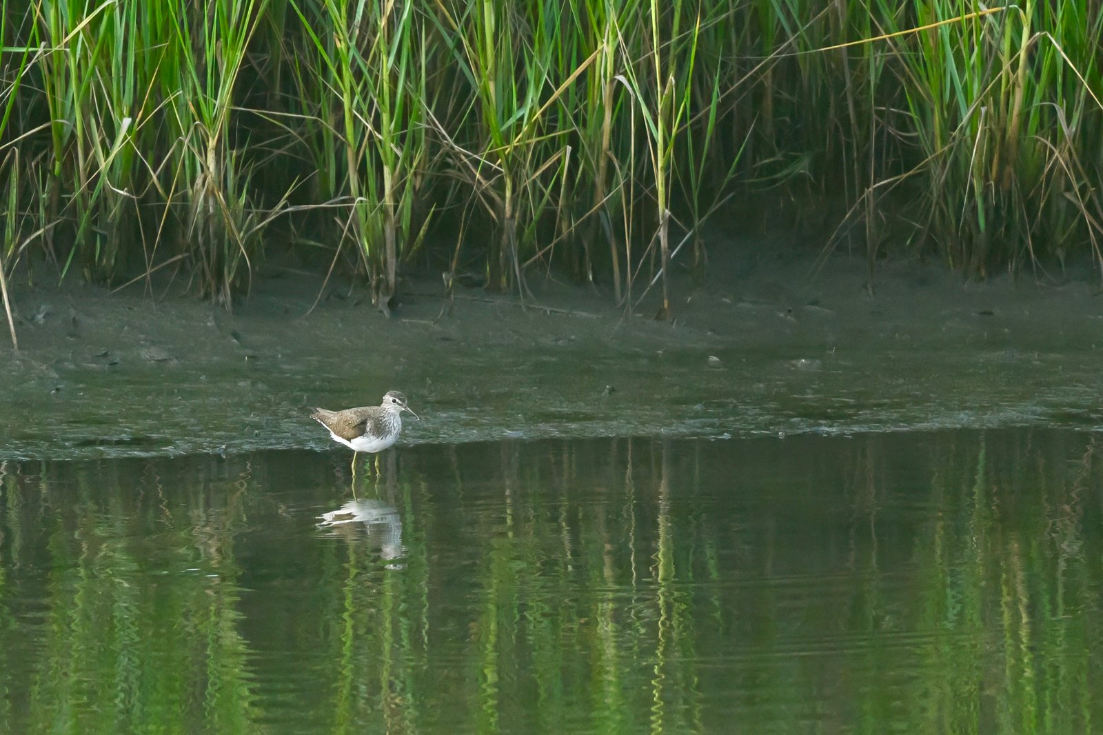 Ask SIB – Will the wildfires affect bird migration?