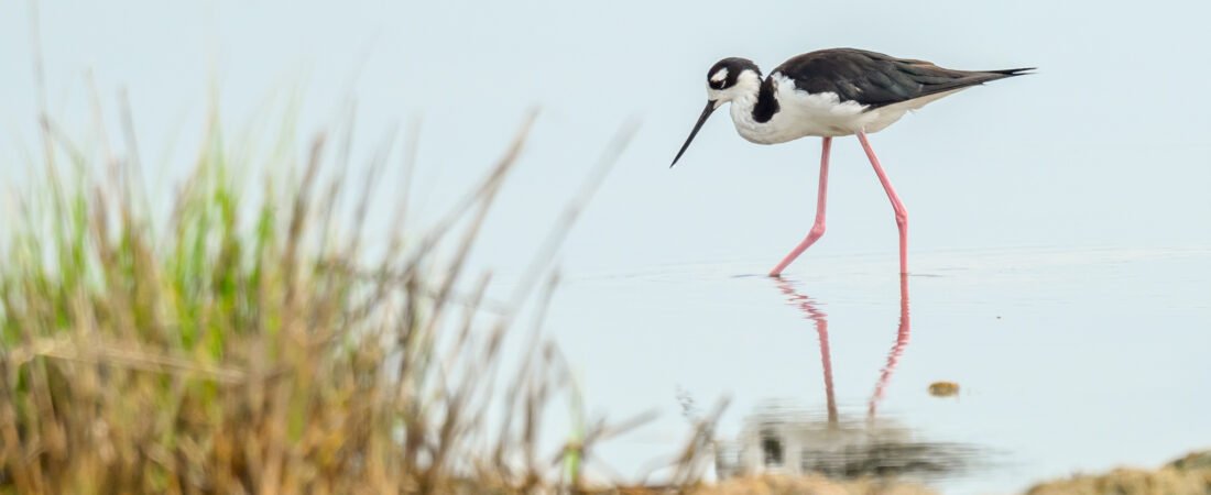 SIB “Bird of the Week” – Black-necked Stilt