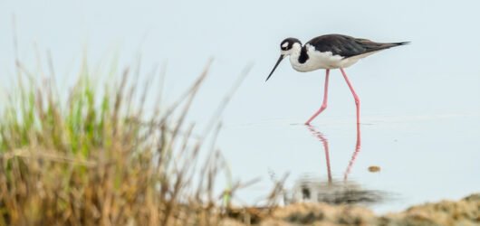 SIB “Bird of the Week” – Black-necked Stilt