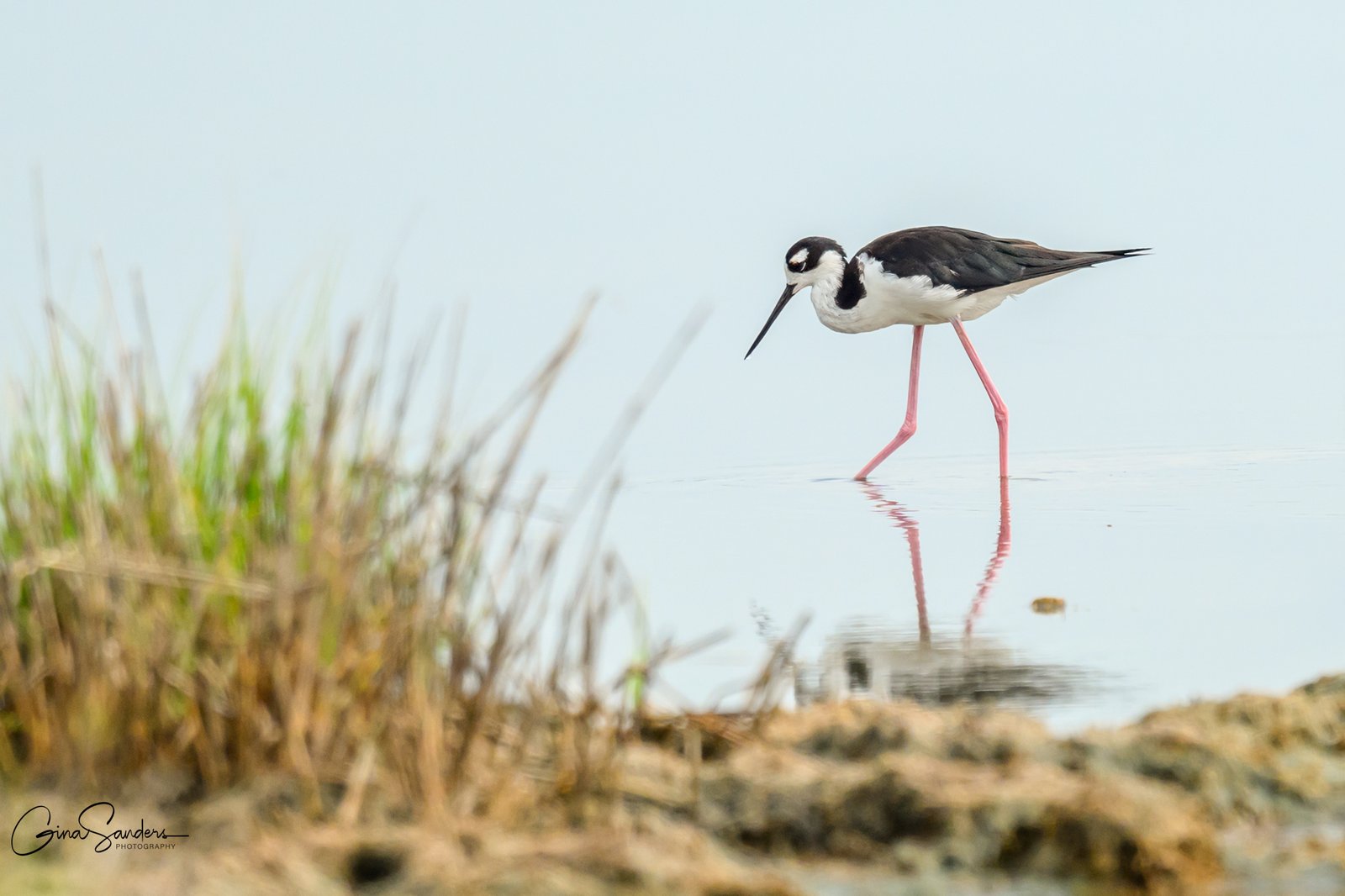 SIB “Bird of the Week” – Black-necked Stilt