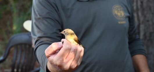 Visit the Kiawah Banding Station