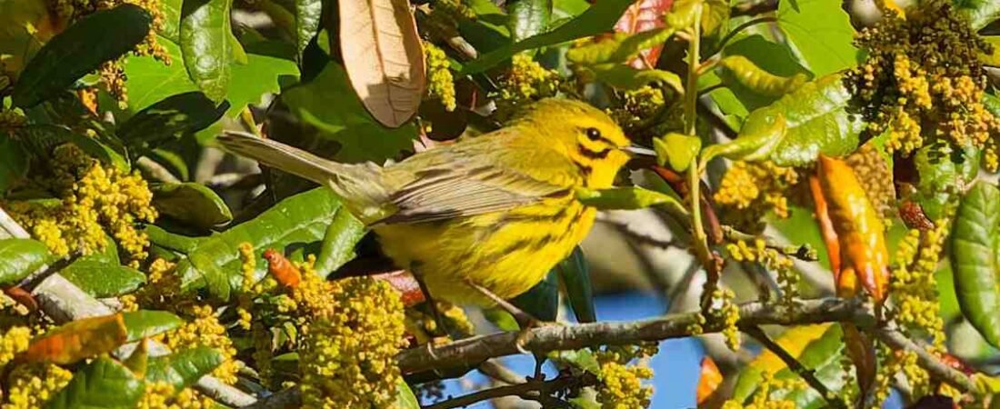 SIB “Bird of the Week” – Prairie Warbler