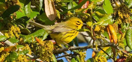 SIB “Bird of the Week” – Prairie Warbler