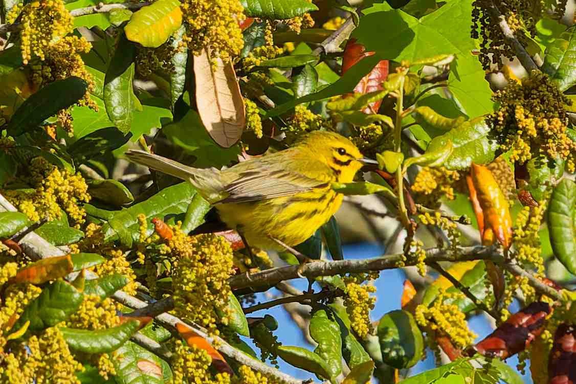 SIB “Bird of the Week” – Prairie Warbler