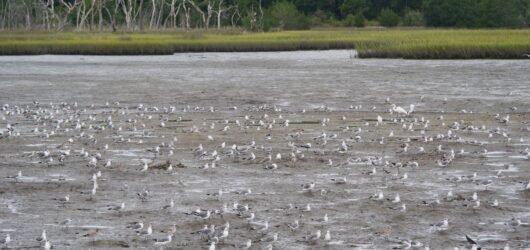 Join SIB to Bike and Bird the West Ashley Greenway
