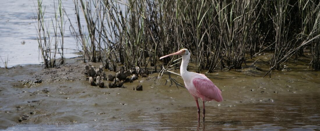 Join SIB to bird the West Ashley Greenway