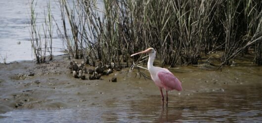 Join SIB to bird the West Ashley Greenway