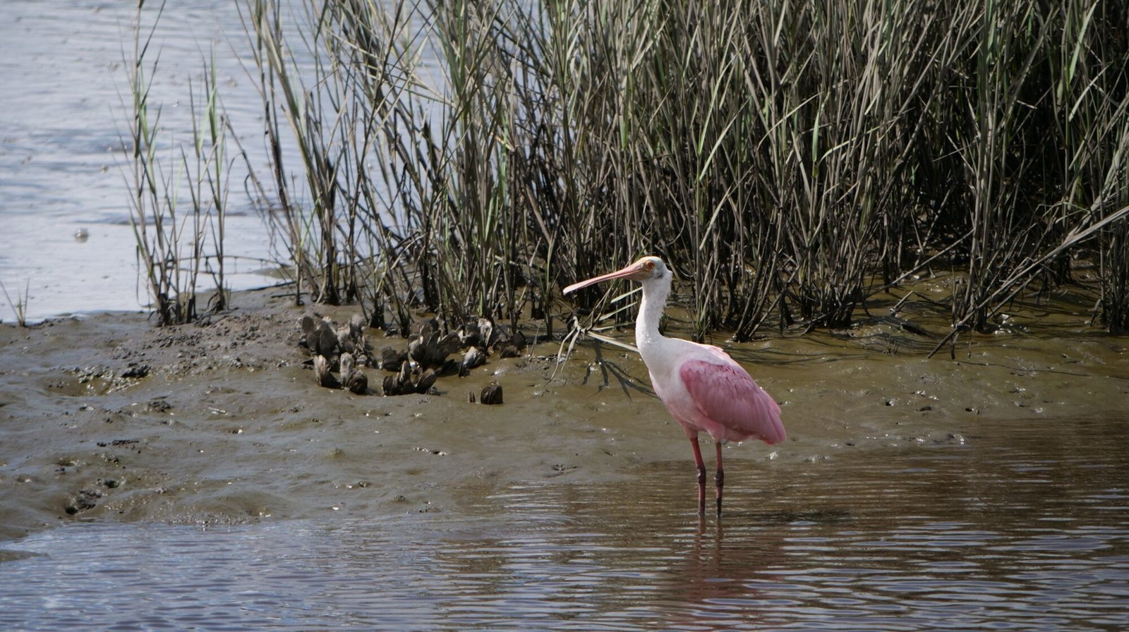 Join SIB to bird the West Ashley Greenway