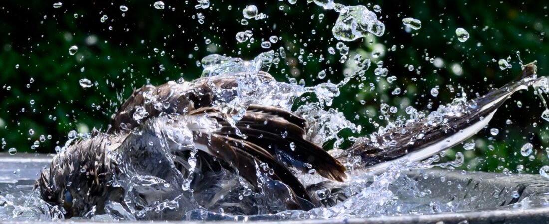 SIB Reports:  Should you fill your birdbath with a hose?