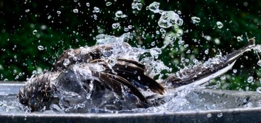 SIB Reports: Should you fill your birdbath with a hose?