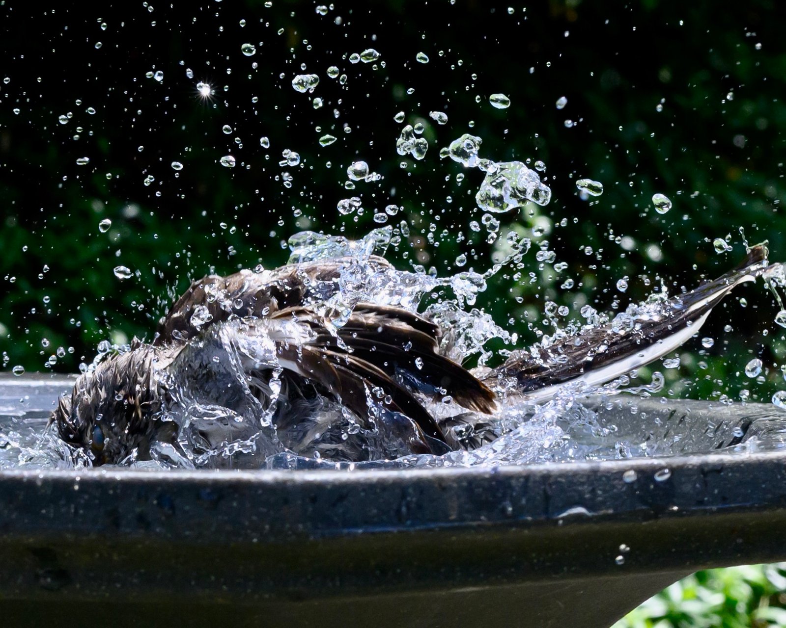 SIB Reports: Should you fill your birdbath with a hose?
