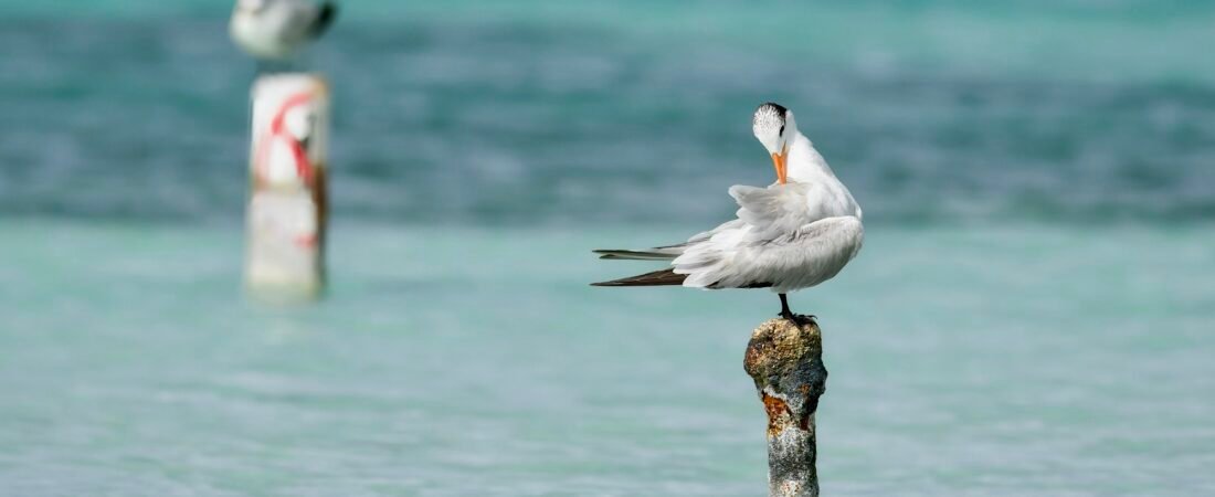 SIB “Bird of the Week” – Royal Tern