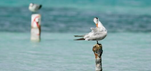 SIB “Bird of the Week” – Royal Tern