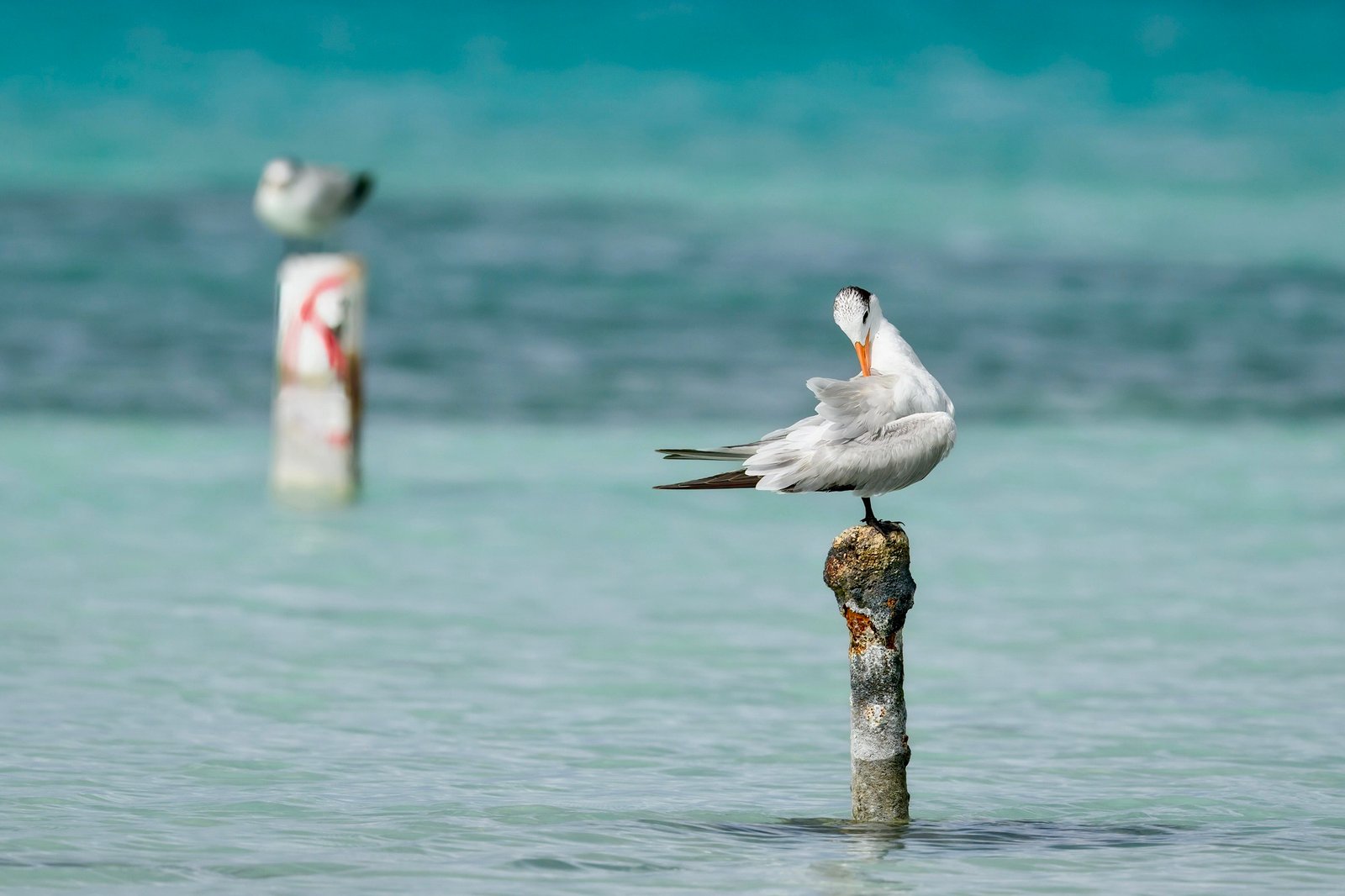 SIB “Bird of the Week” – Royal Tern