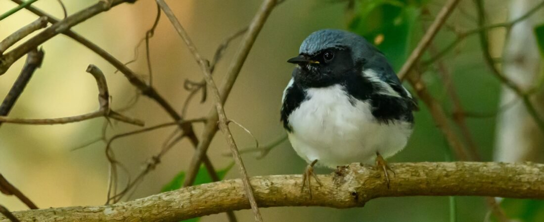 SIB “Bird of the Week” – Fall Migrating Warblers