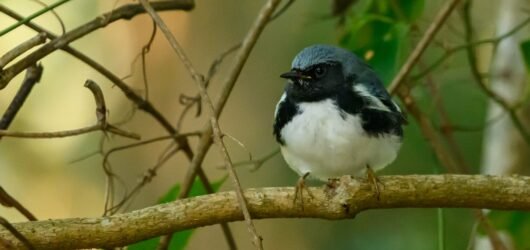 SIB “Bird of the Week” – Fall Migrating Warblers