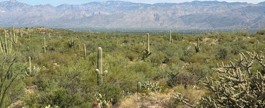 Late Summer Birding in Arizona