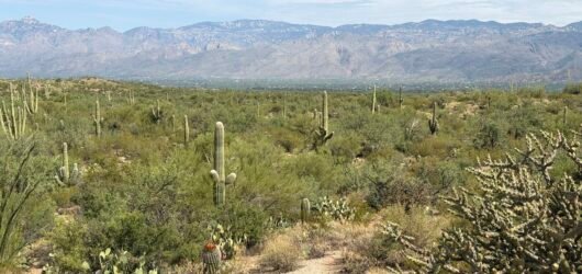Late Summer Birding in Arizona
