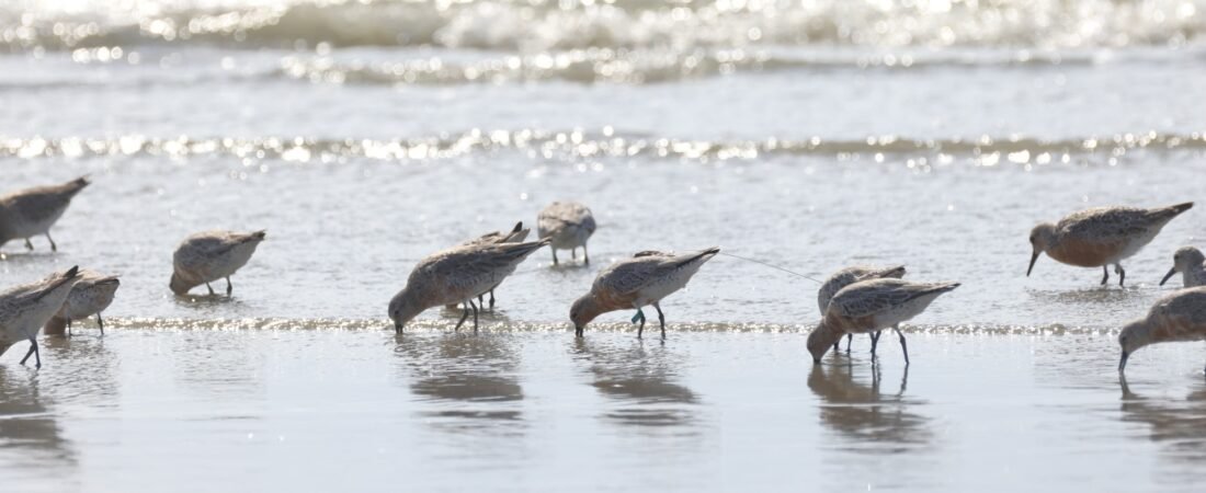 Red Knot Tracking Update 7: Southbound from Breeding Grounds!