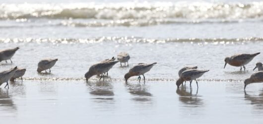 Red Knot Tracking Update 7: Southbound from Breeding Grounds!