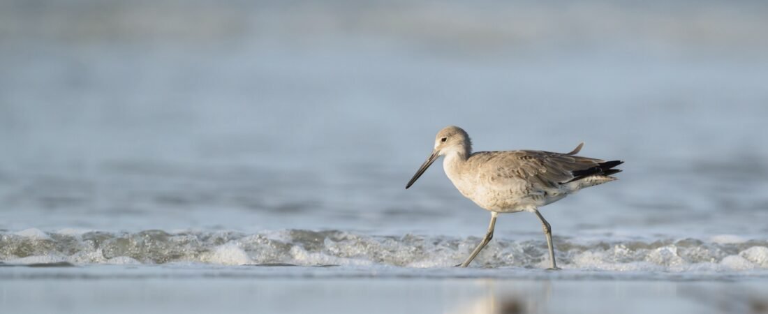 SIB  “Bird of the Week”- Willet
