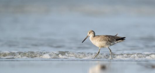 SIB “Bird of the Week”- Willet