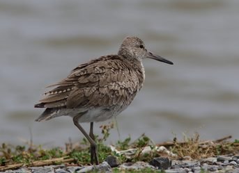 Changes to Bird Taxonomy for 2026