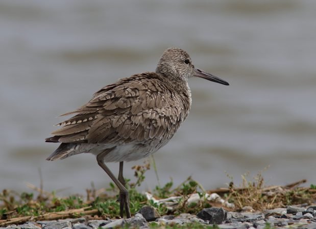 Changes to Bird Taxonomy for 2026