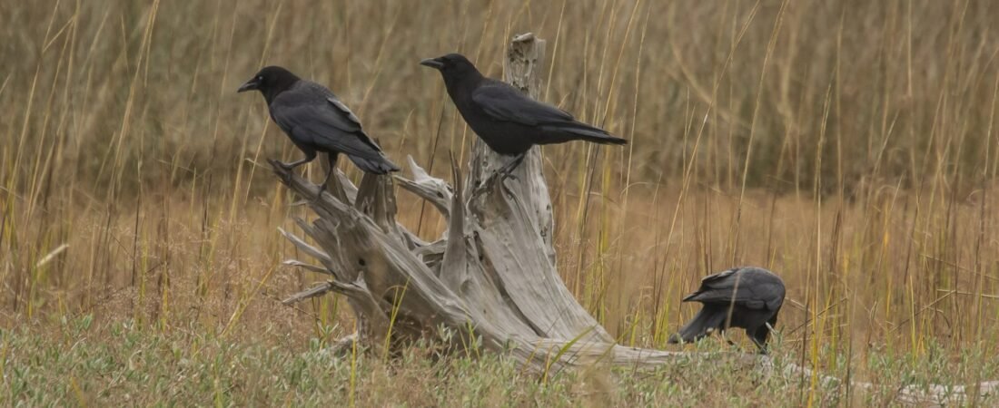 SIB “Bird of the Week” – Crows: American vs Fish