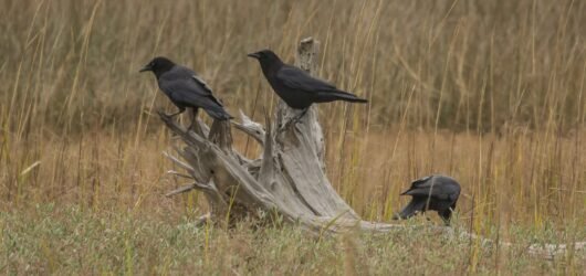 SIB “Bird of the Week” – Crows: American vs Fish